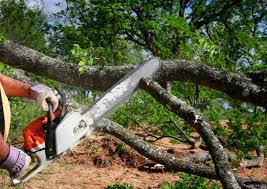 Best Storm Damage Tree Cleanup  in Leonardo, NJ